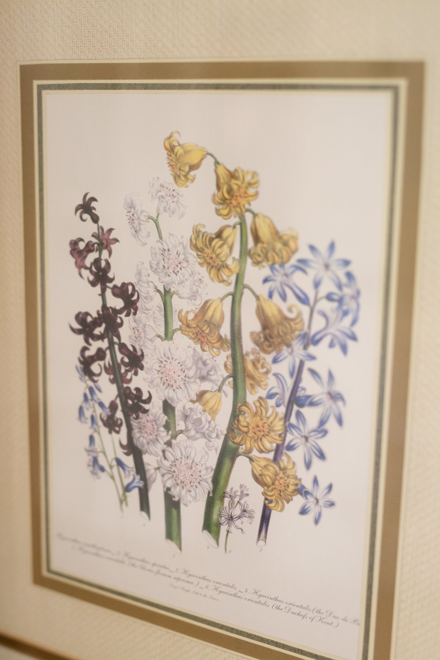 Set of Botanical Framed Art (prints)