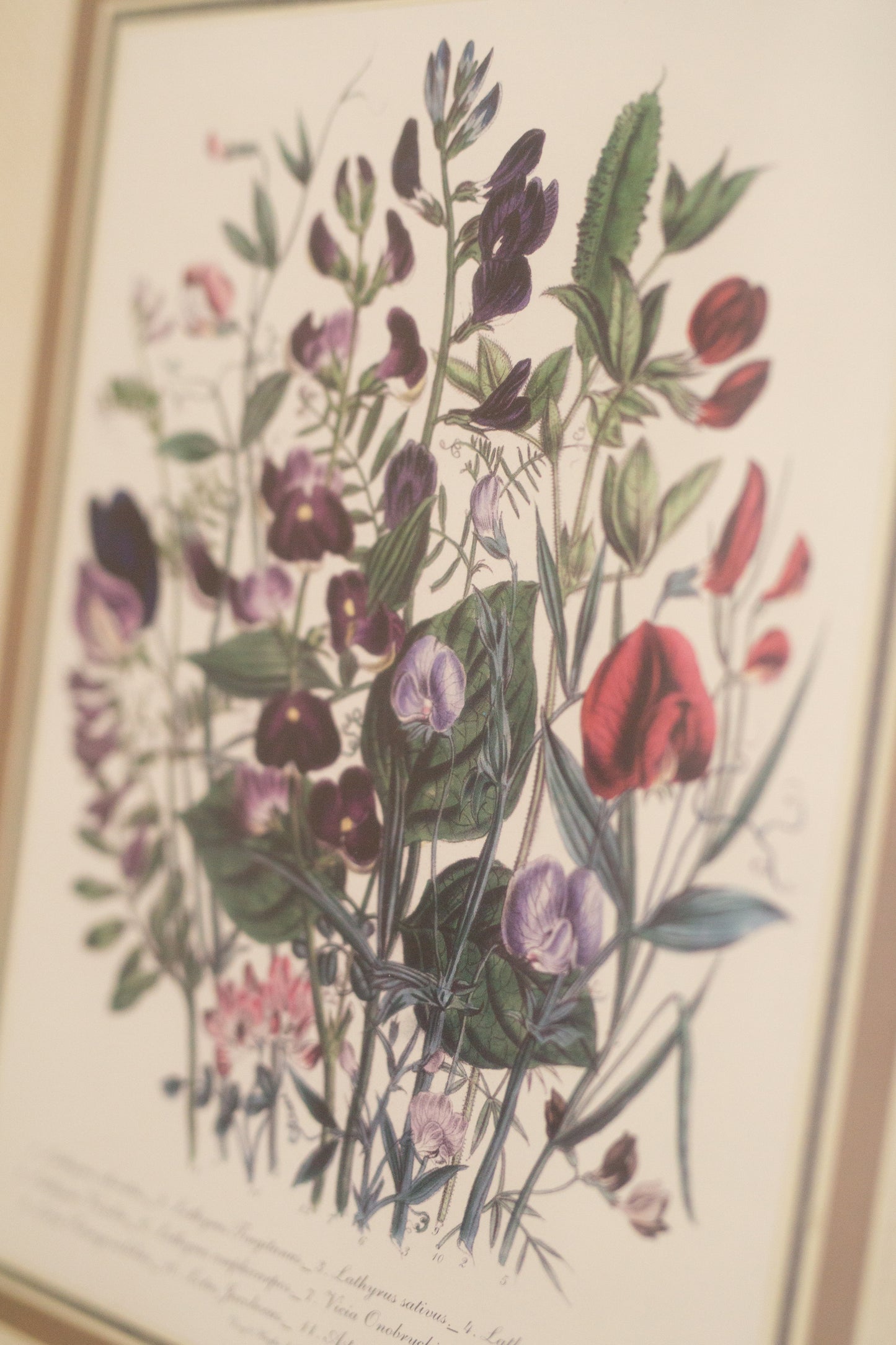 Set of Botanical Framed Art (prints)