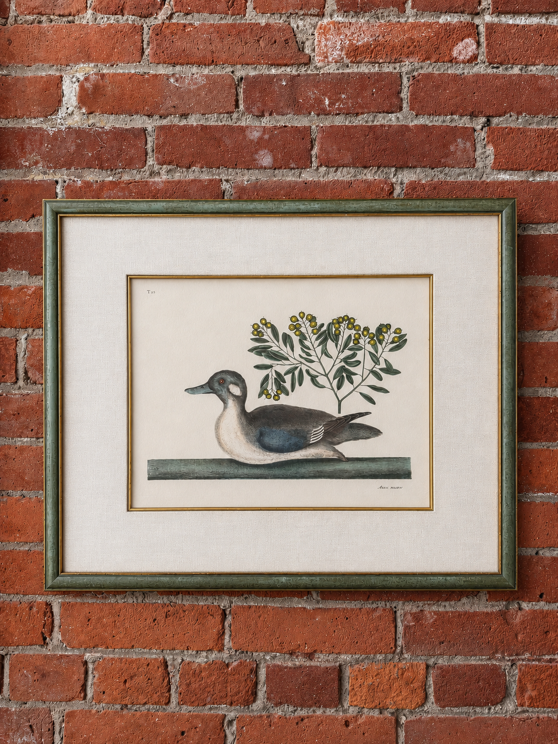 Custom Framed Art, Anas Minor