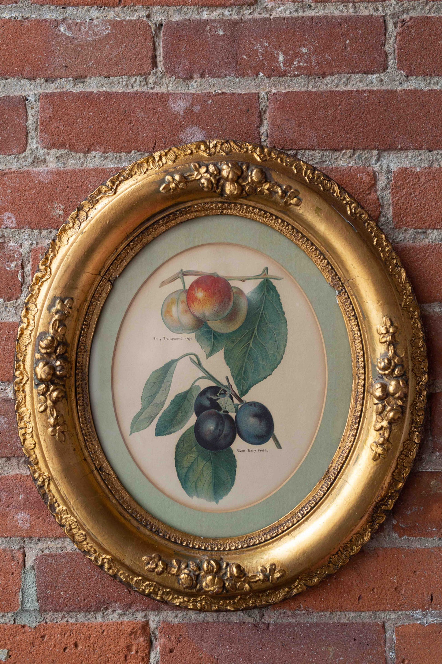 Antique Chromolithograph John Wright's "Fruit Grower's Guide"