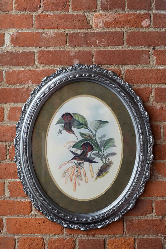 20x24 Hummingbird Lithograph by John Gould