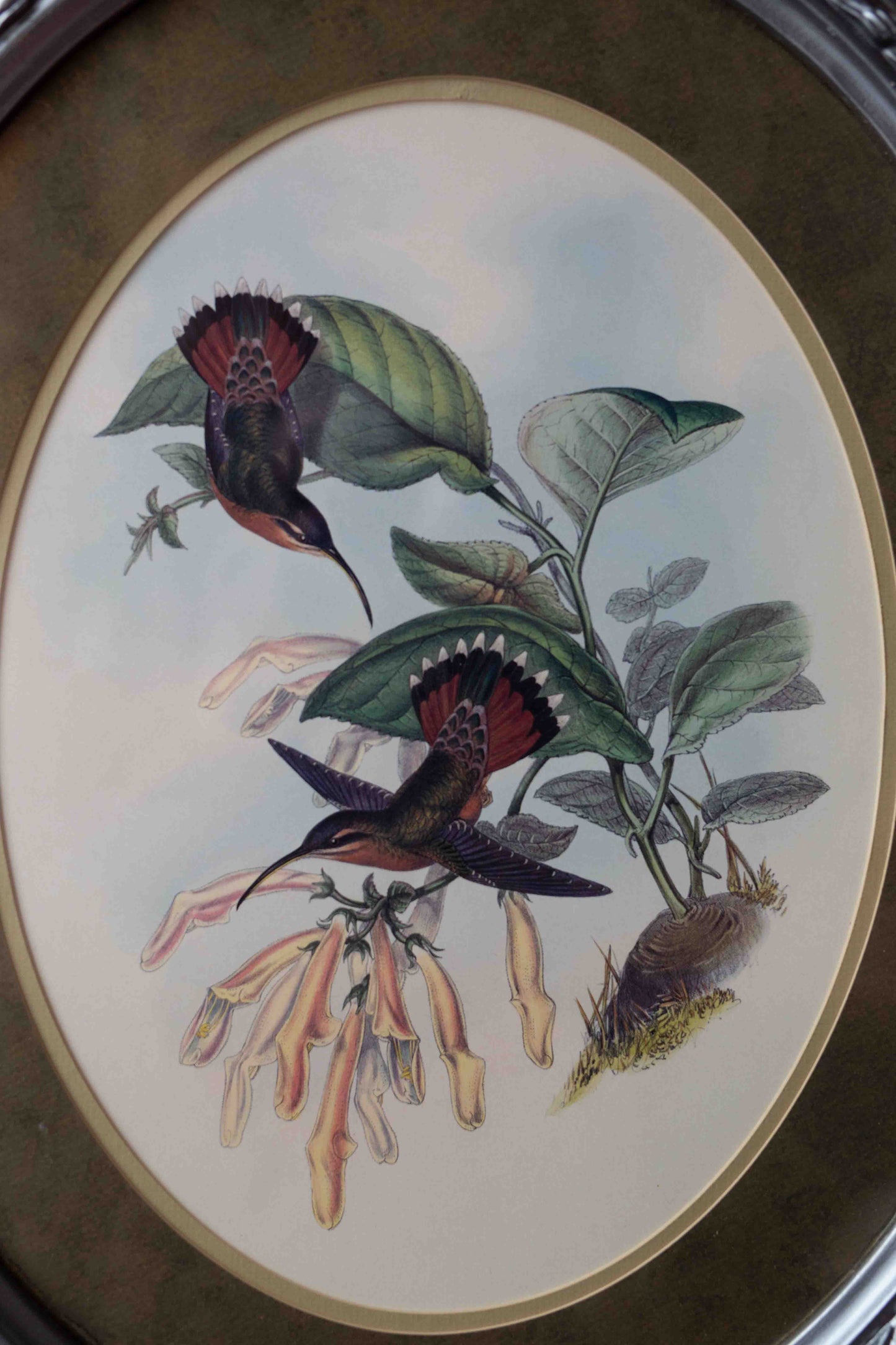 20x24 Hummingbird Lithograph by John Gould