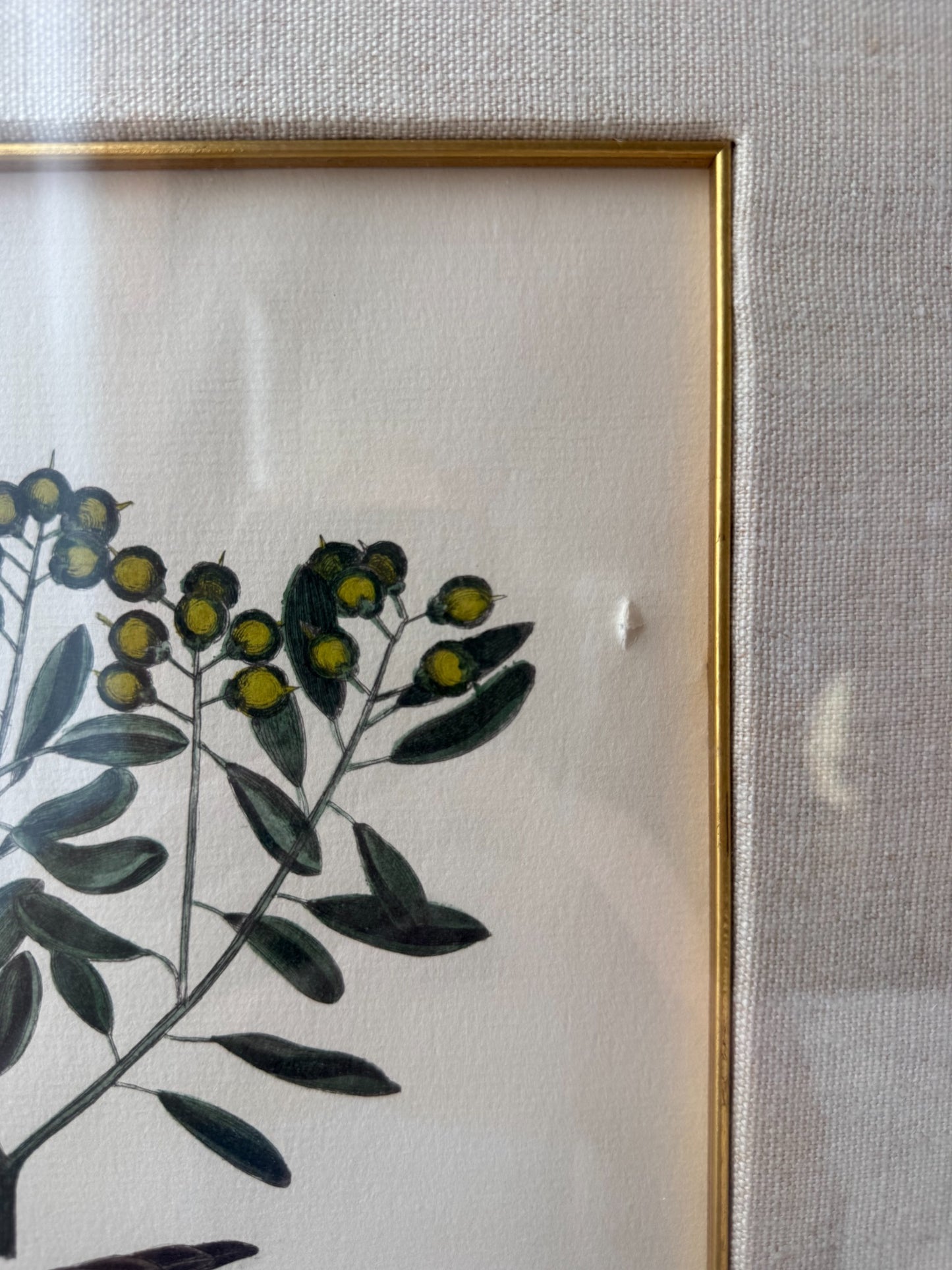 Custom Framed Art, Anas Minor
