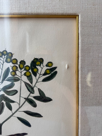 Custom Framed Art, Anas Minor